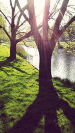 Trees on grassy field