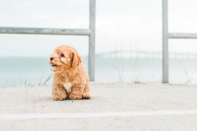 Brown puppy fluffy poodle on the beach