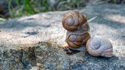 Close-up of snail on rock