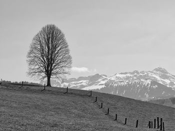 Bare tree on hill against sky