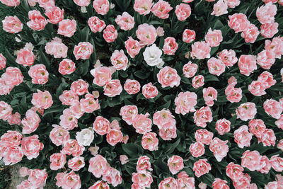 High angle view of pink roses