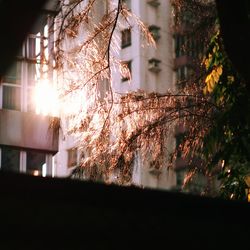 Close-up of flower tree