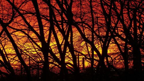 Silhouette of trees at sunset