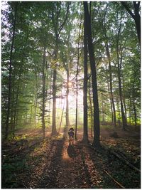 Rear view of man walking in forest