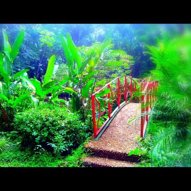 transfer print, auto post production filter, green color, tree, plant, growth, nature, lush foliage, beauty in nature, tranquility, green, no people, high angle view, day, outdoors, forest, water, tranquil scene, frame, scenics