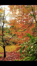 Trees in park