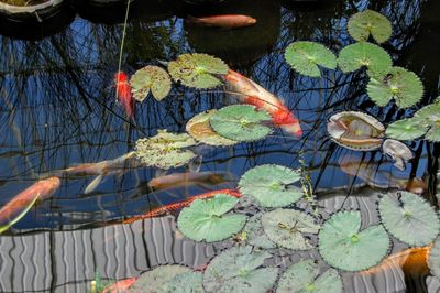 Close-up of water lily leaves floating on lake