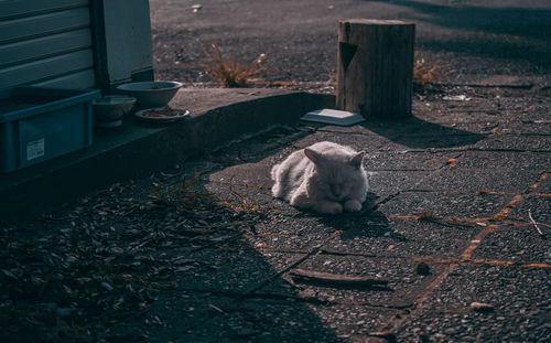 High angle view of cat resting