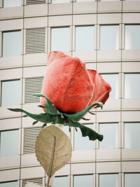 Close-up of red rose on wall