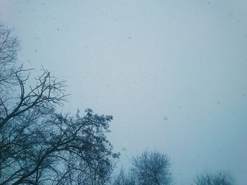 Low angle view of bare trees against sky