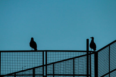 Silhouette of birds perching on railing against clear sky