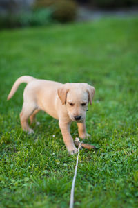 Dog resting on field