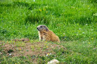 Side view of an animal on field