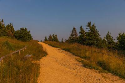 Scenic view of road amidst trees against clear sky