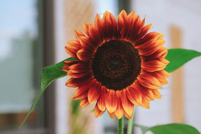 Close-up of sunflower blooming against sky