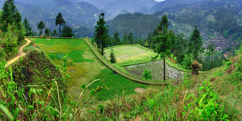 Scenic view of agricultural field