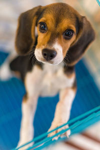 Close-up of beagle dog