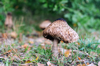 Close-up of mushroom growing on field