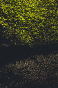 Scenic view of forest