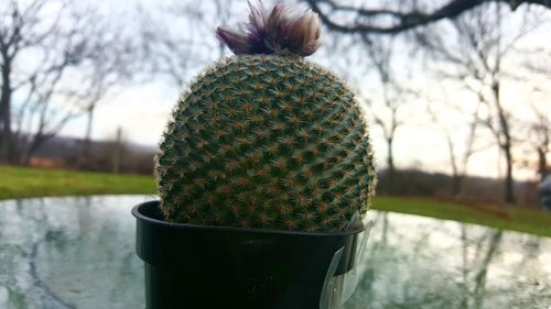 Close-up of plant against blurred background