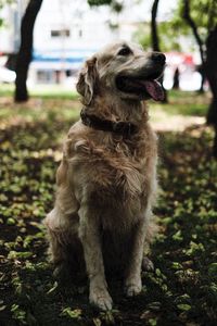 Dog looking away on field