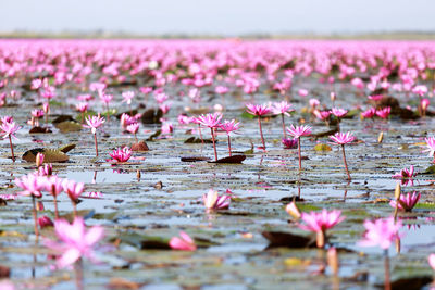 Close-up of pink water lily in lake