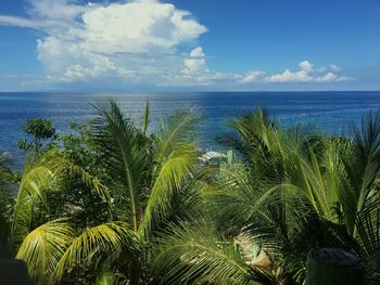 Palm trees against sea