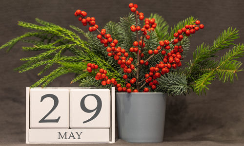 Close-up of red berries on plant