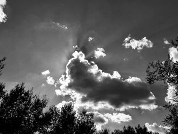 Low angle view of trees against blue sky