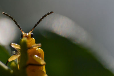 Close-up of yellow beetle 