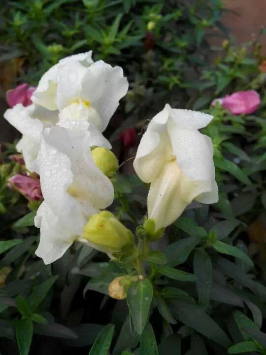 flower, petal, freshness, flower head, fragility, growth, beauty in nature, blooming, white color, close-up, nature, plant, rose - flower, focus on foreground, in bloom, leaf, high angle view, park - man made space, outdoors, day