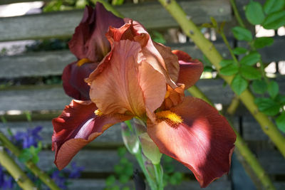 Close-up of red rose