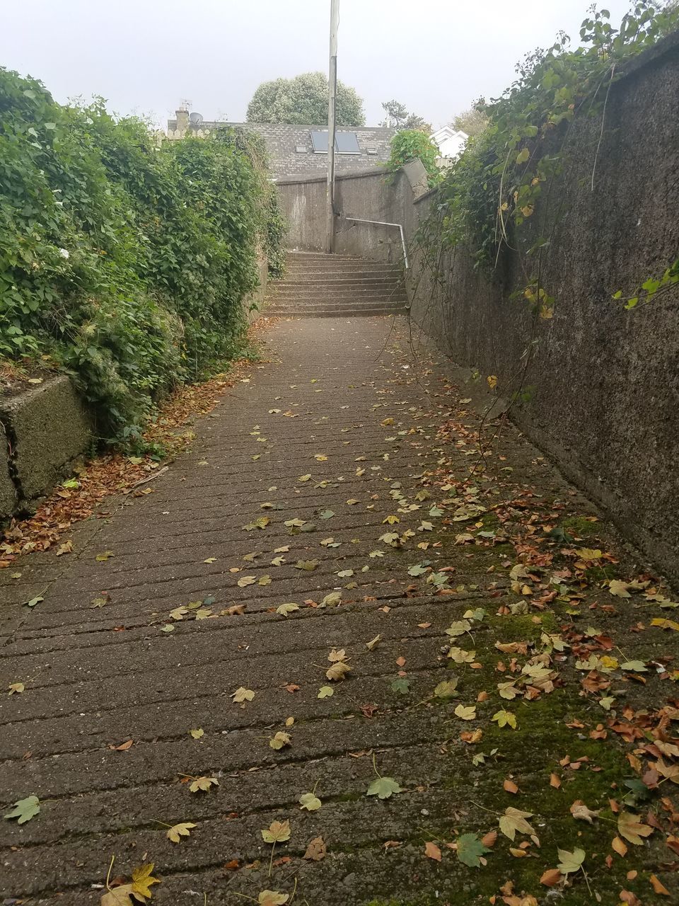 FOOTPATH AMIDST AUTUMN LEAVES