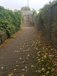 Footpath amidst leaves in park during autumn