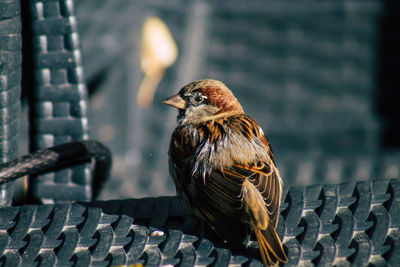 Close-up of bird perching on railing