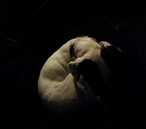 Close-up of dog sleeping