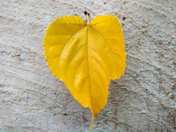 Close-up of yellow autumn leaves on concrete wall