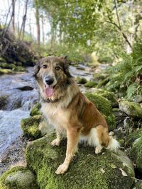 Dog looking away on rock