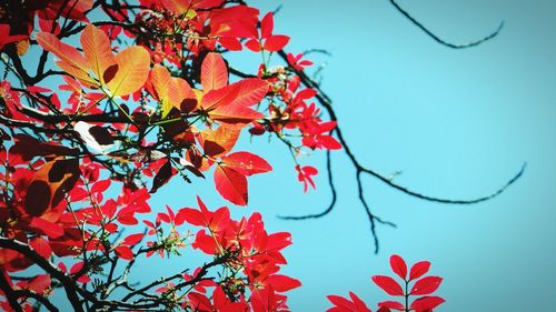 Low angle view of autumnal tree against clear blue sky