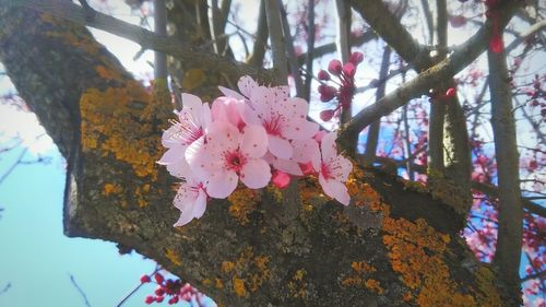 Low angle view of pink tree against sky