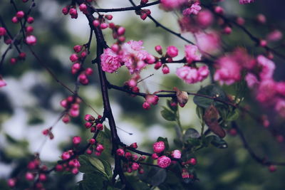 Close-up of pink berries on tree