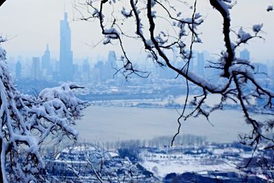 Close-up of frozen bare tree in city