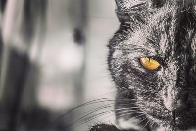 Close-up portrait of cat