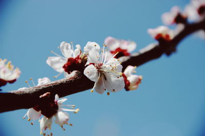 Cherry blossoms against sky