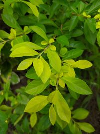 Full frame shot of fresh green leaves