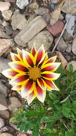 High angle view of orange flower