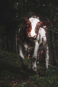 Horse standing in a field