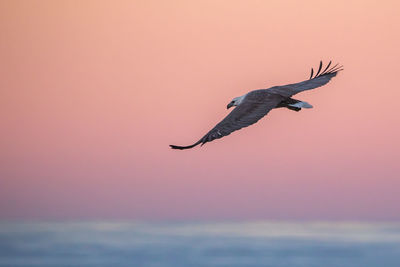 Seagull flying over sea against sky