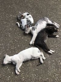 High angle view of a dog on road