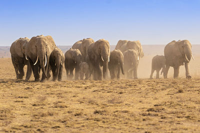 A herd of elephants walking on land